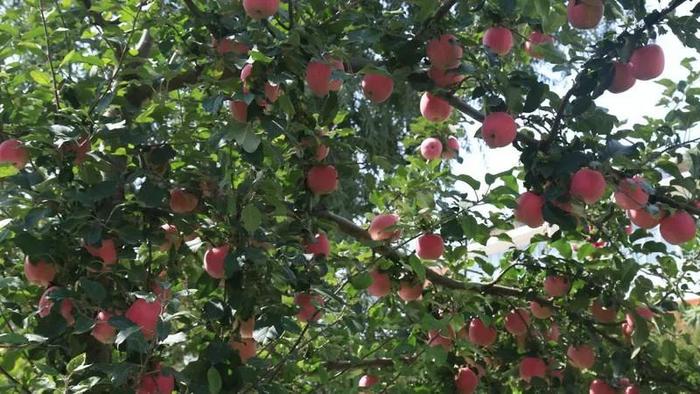 新疆苹果最新报价今天新闻正宗的阿克苏苹果有哪些特征